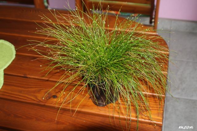 Isolepis cernua